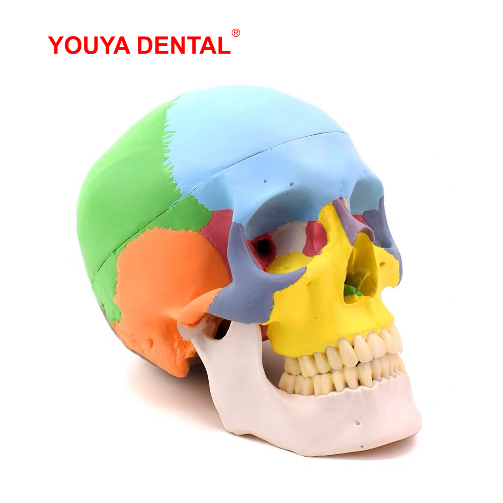 3D Printing Orthodontics - 実物大の取り外し可能な解剖学的頭蓋骨モデルカラー歯科3Dシミュレーション解剖学的頭部モデル、教育研究用の全歯付き