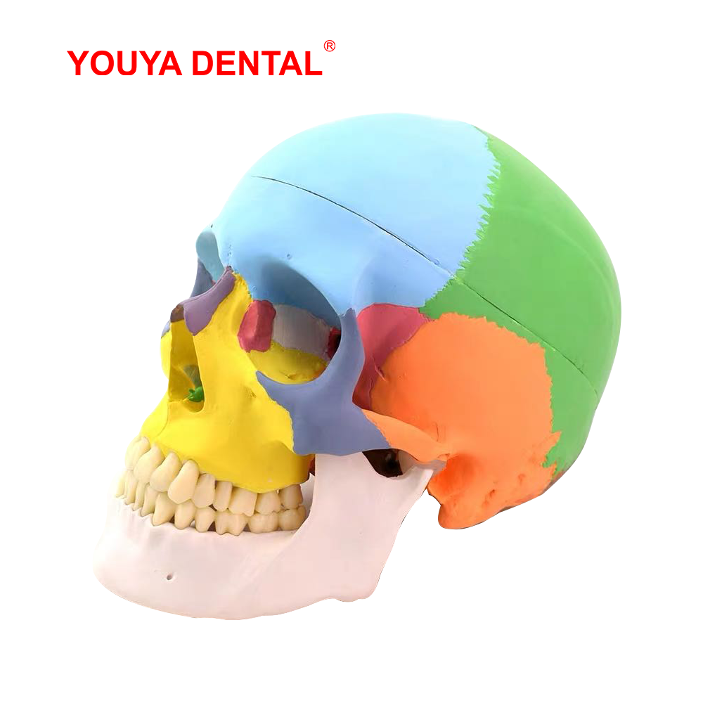 実物大の取り外し可能な解剖学的頭蓋骨モデルカラー歯科3Dシミ - 3D Printing Orthodontics のレビューと価格