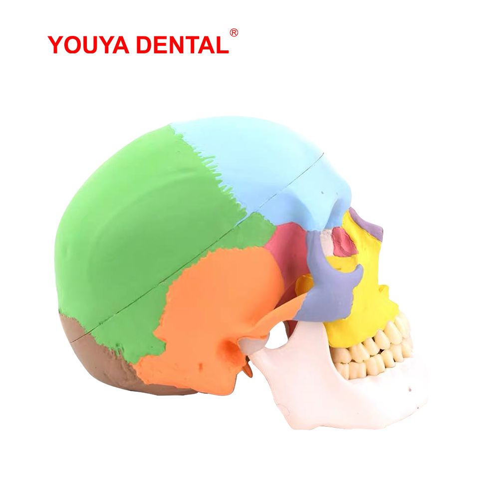 実物大の取り外し可能な解剖学的頭蓋骨モデルカラー歯科3Dシミ - 3D Printing Orthodontics のレビューと価格