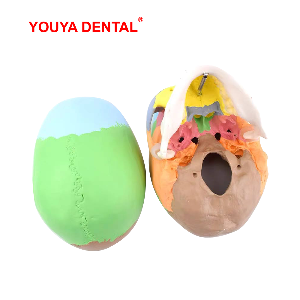 実物大の取り外し可能な解剖学的頭蓋骨モデルカラー歯科3Dシミ - 3D Printing Orthodontics のレビューと価格